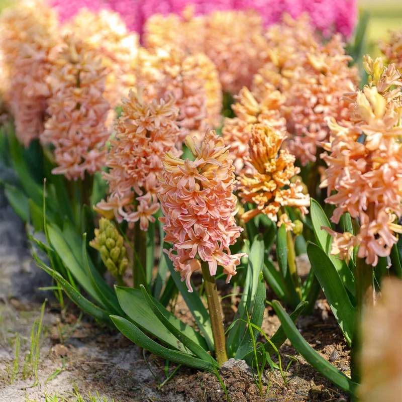 6 Jacinthes Gipsy Queen orange