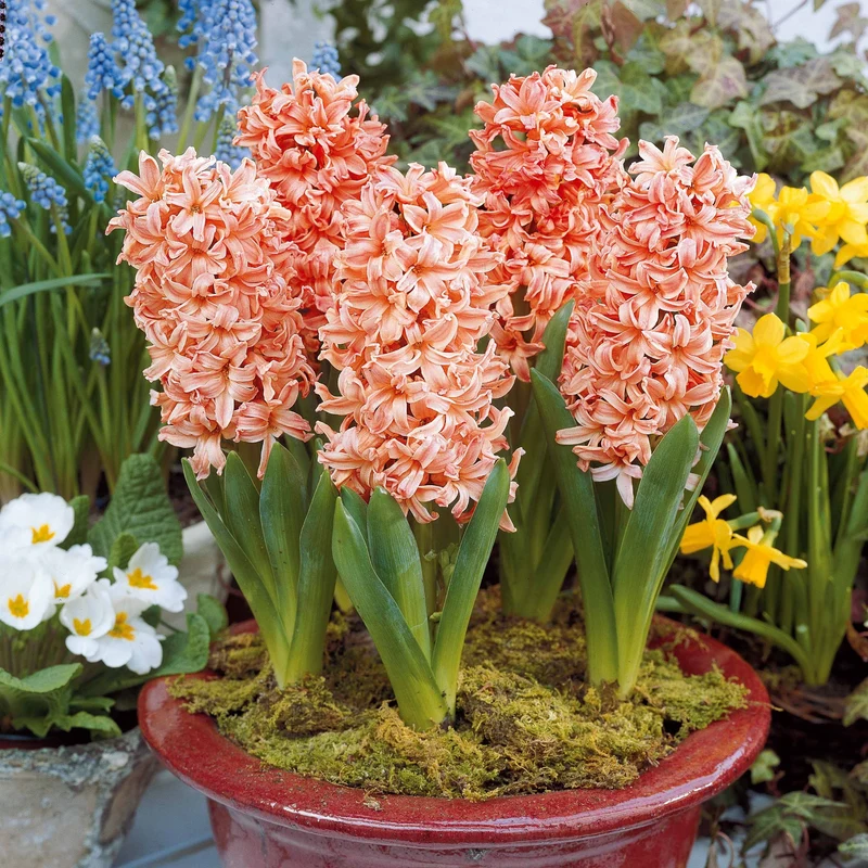 6 Jacinthes Gipsy Queen orange