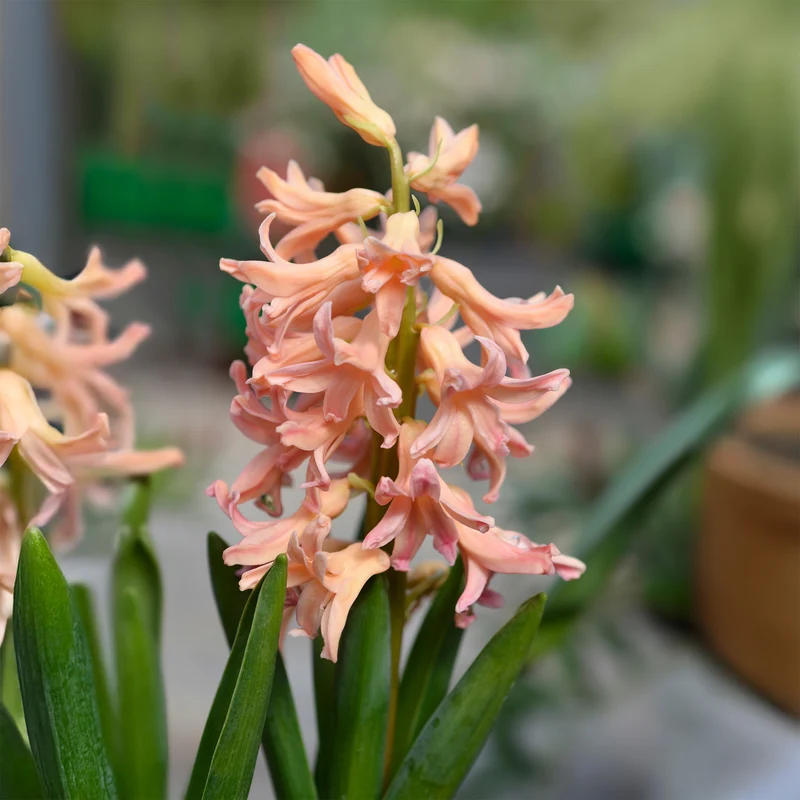 6 Jacinthes Gipsy Queen orange