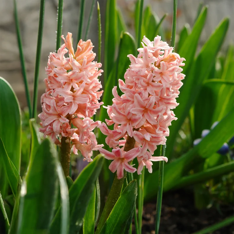 6 Jacinthes Gipsy Queen orange