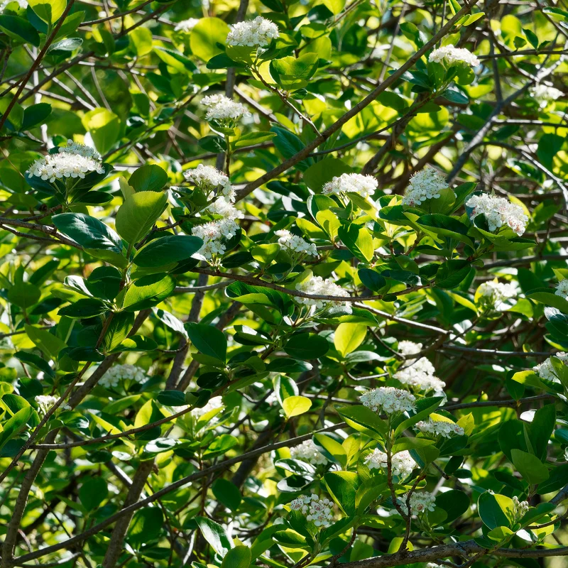 Aronia Viking