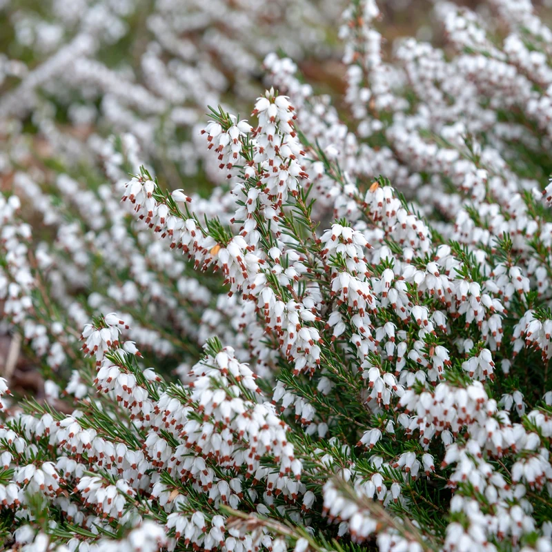 3 Bruyères d'hiver blanches