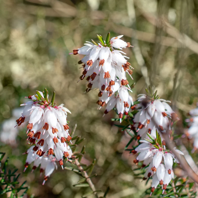 3 Bruyères d'hiver blanches