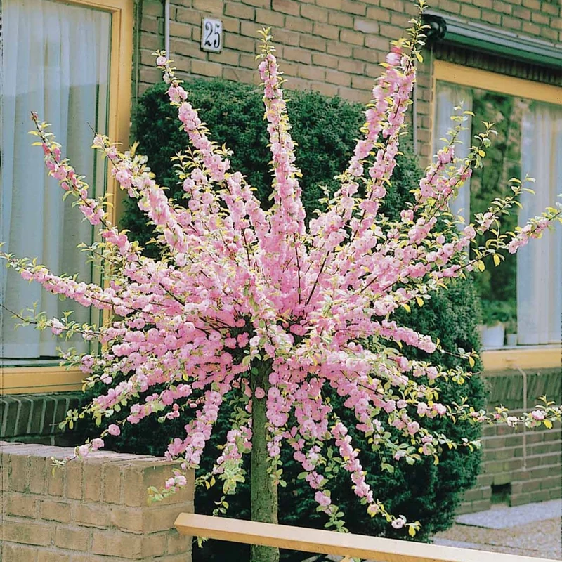 Amandier à fleurs sur tige