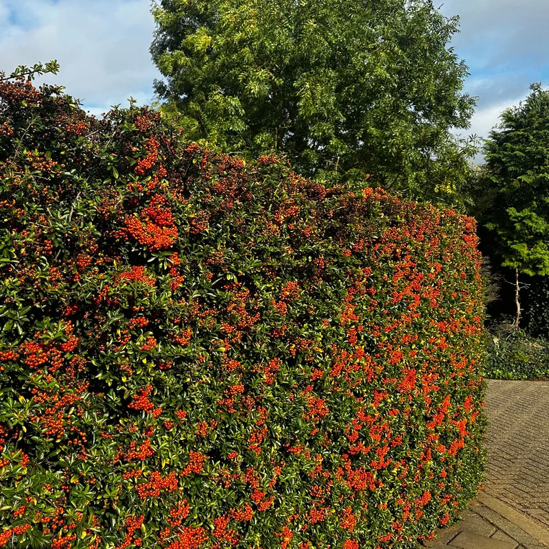 3 Pyracantha Saphyr rouge