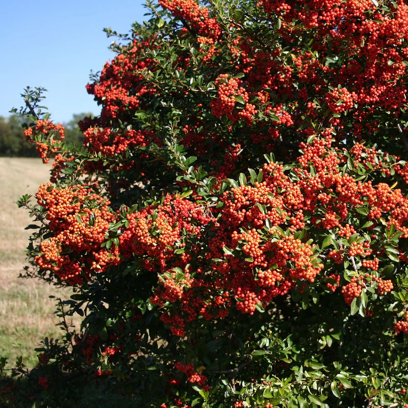 3 Pyracantha Saphyr rouge