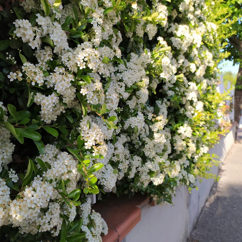 3 Pyracantha Saphyr rouge