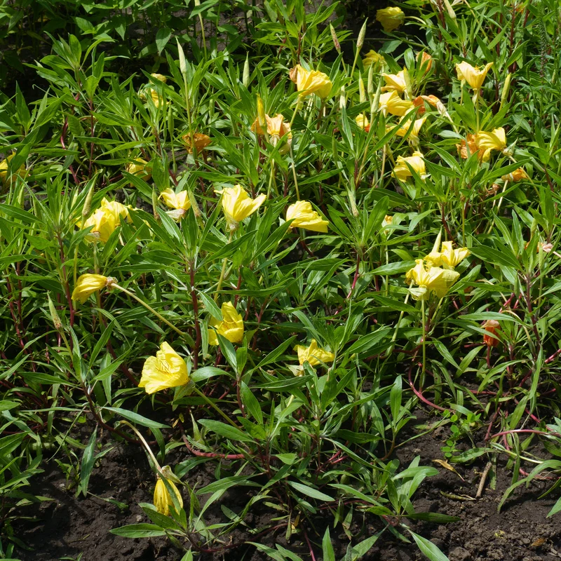 2 Oenothères à grandes fleurs - Onagre