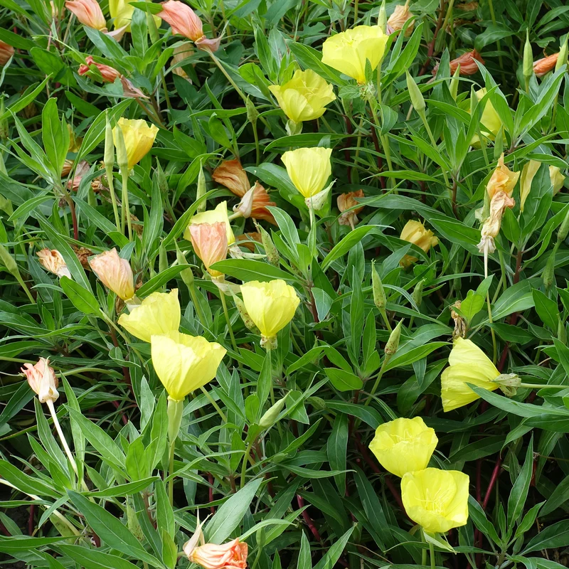 2 Oenothères à grandes fleurs - Onagre
