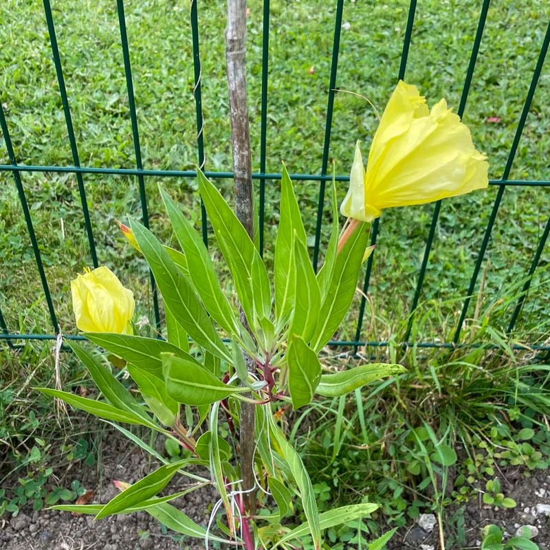 2 Oenothères à grandes fleurs - Onagre