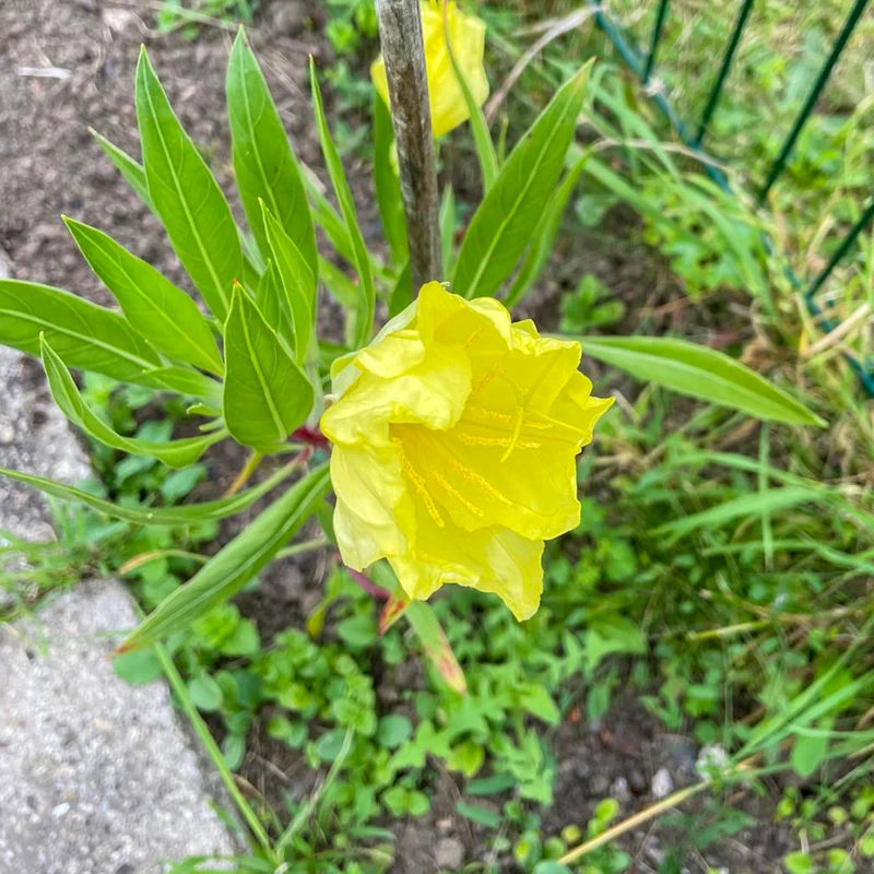 2 Oenothères à grandes fleurs - Onagre
