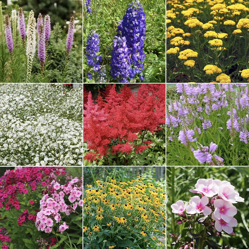 Massif de 50 plantes vivaces assorties - Superficie environ 6 m²