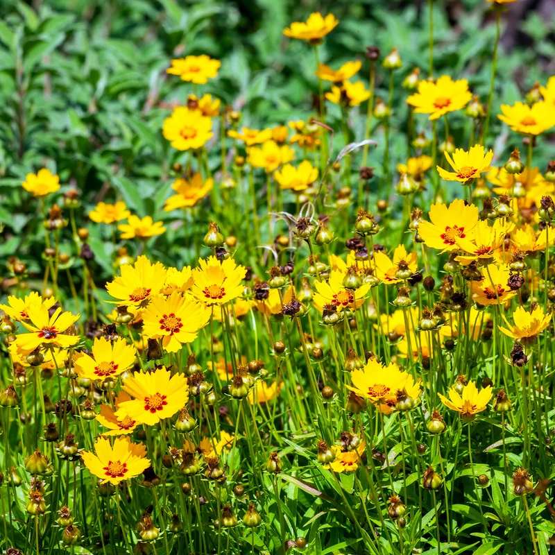 Coreopsis - Oeil de jeune fille