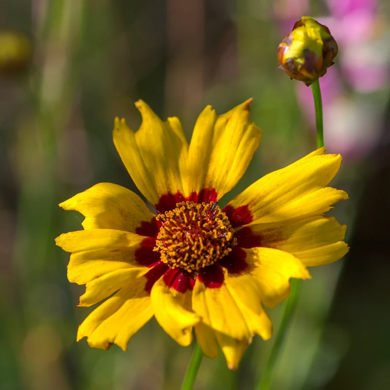 Coreopsis - Oeil de jeune fille