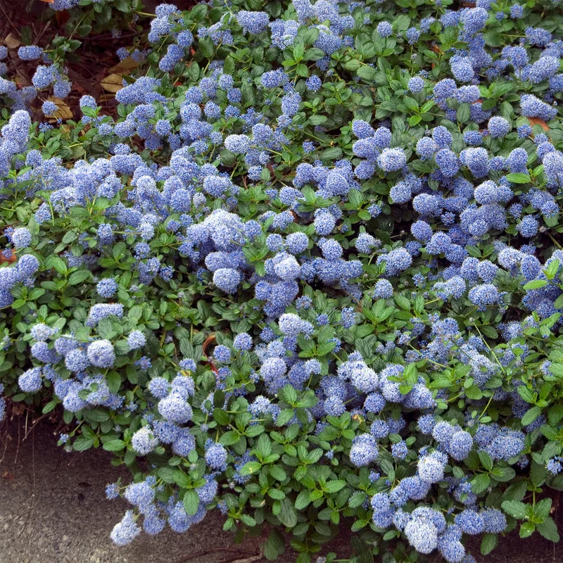 Céanothe repens