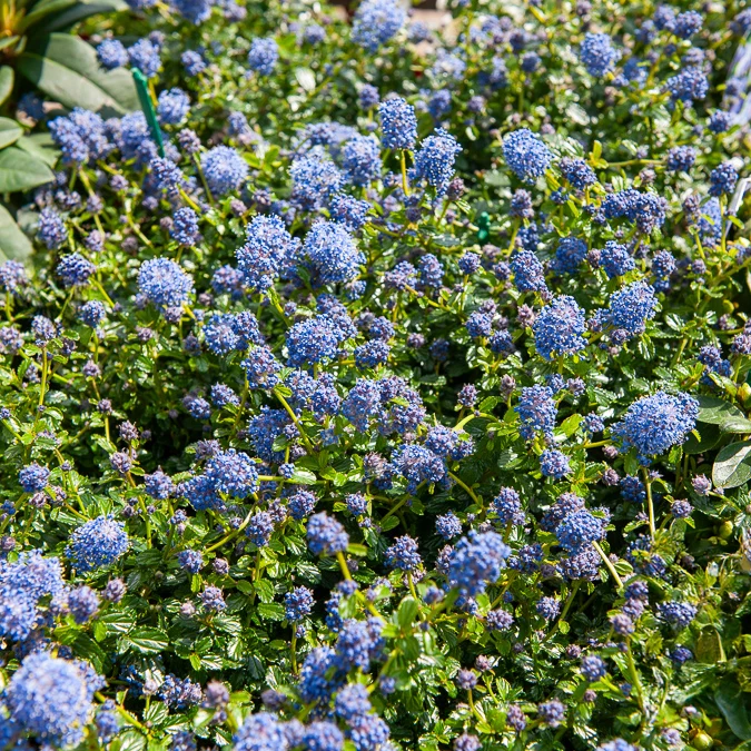Céanothe repens