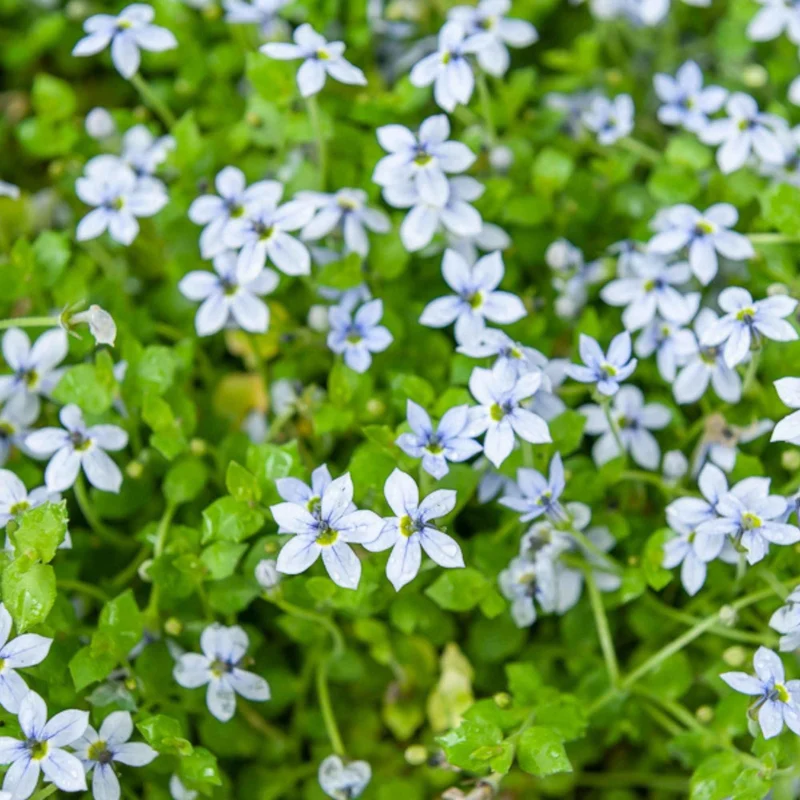 3 Étoiles bleues tapissantes