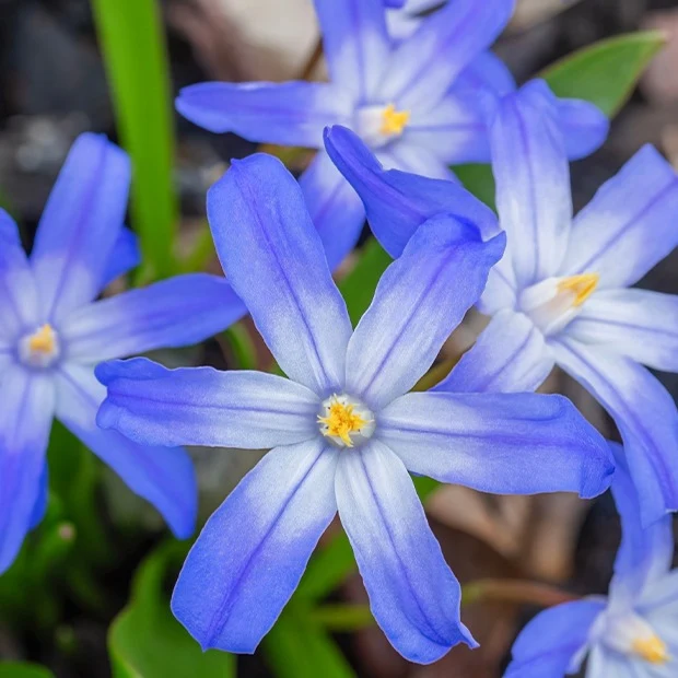 10 Gloires des neiges bleue