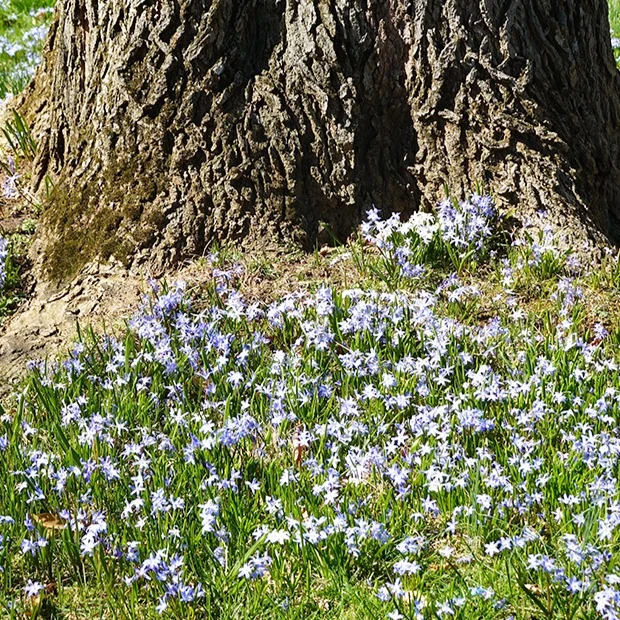 10 Gloires des neiges bleue