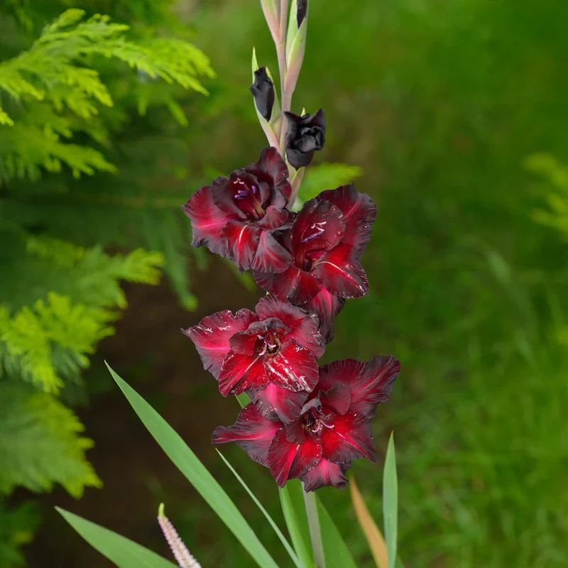 10 Glaïeuls Black Surprise