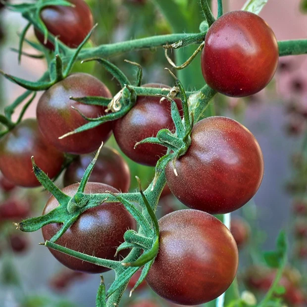 Tomate cerise Chocolate Cherry