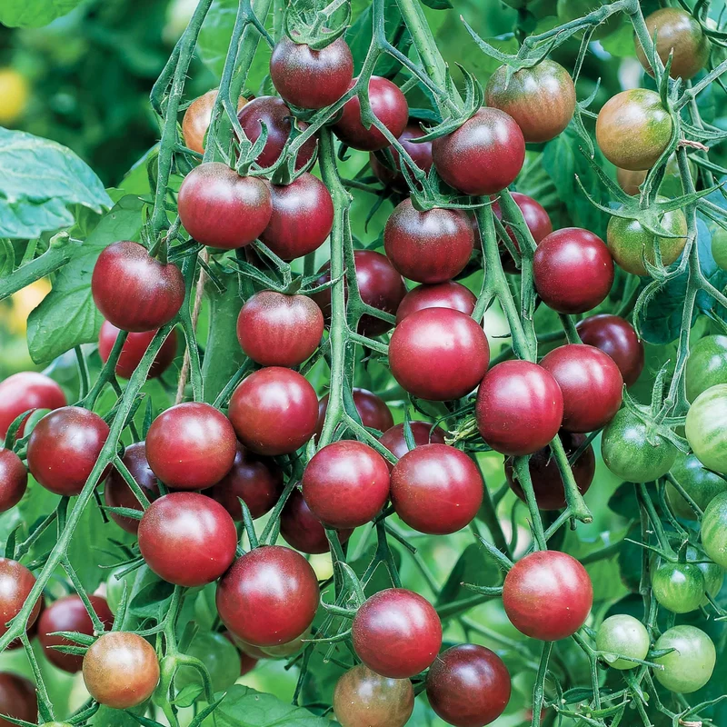 Tomate cerise Chocolate Cherry