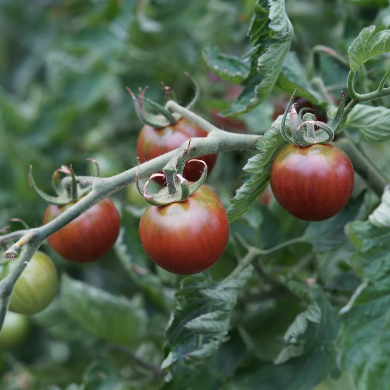 Tomate cerise Chocolate Cherry