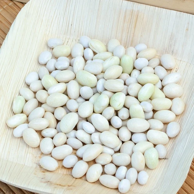 Haricot Coco nain blanc précoce