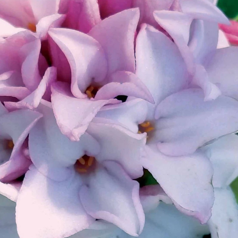Daphne Perfum Princess