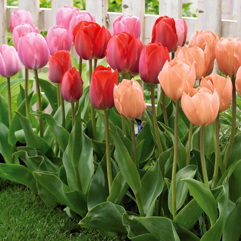 25 Tulipes Van Eijk en mélange