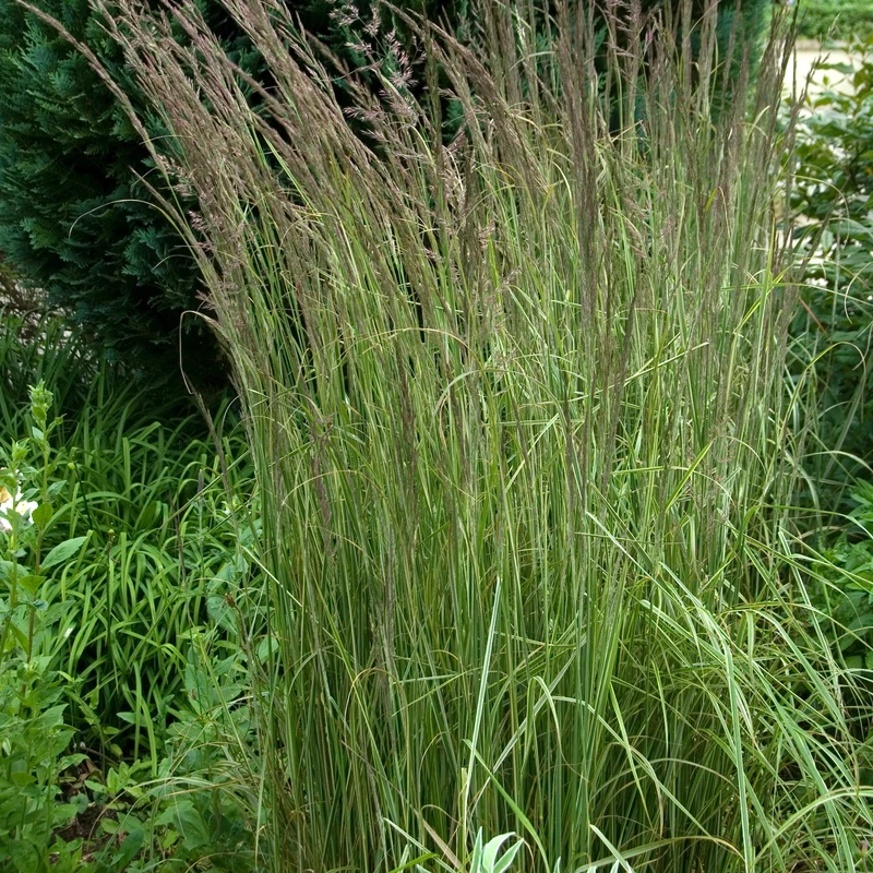Calamagrostide panachée Overdam