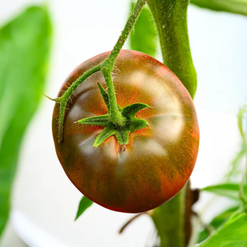 Tomate Noire russe