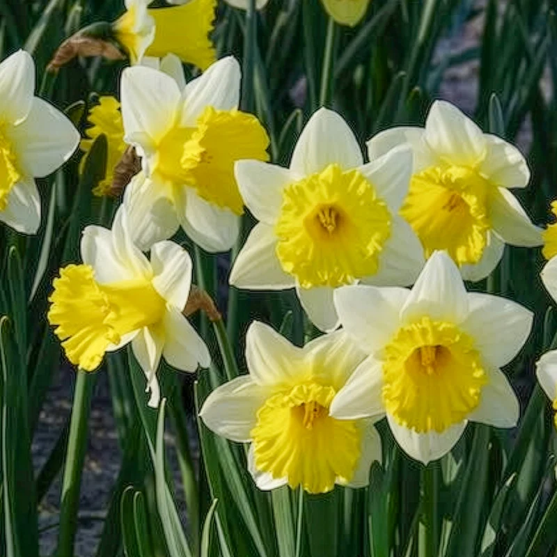 10 Narcisses Goblet