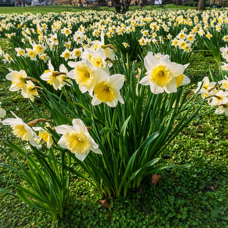 10 Narcisses Goblet