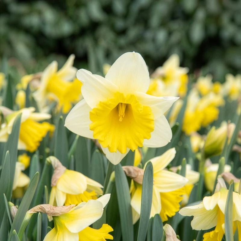 10 Narcisses Goblet