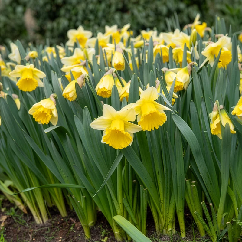 10 Narcisses Goblet