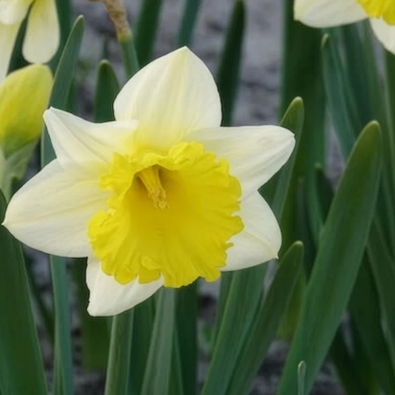 10 Narcisses Goblet