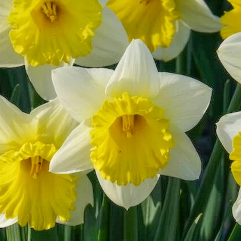 10 Narcisses Goblet