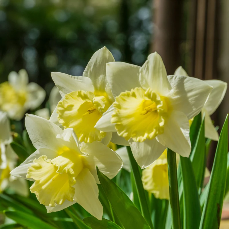 10 Narcisses Goblet