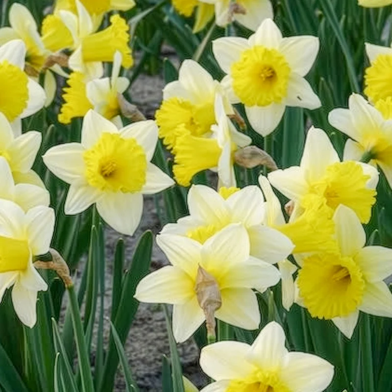 10 Narcisses Goblet