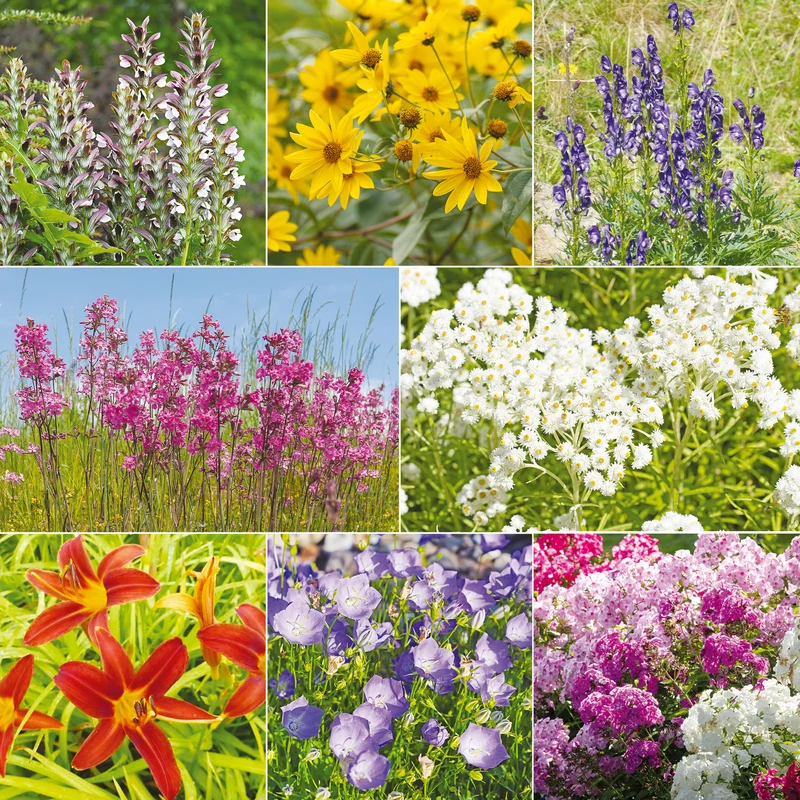 Le massif été fleuri - 18 plantes vivaces - Superficie environ 2 m²
