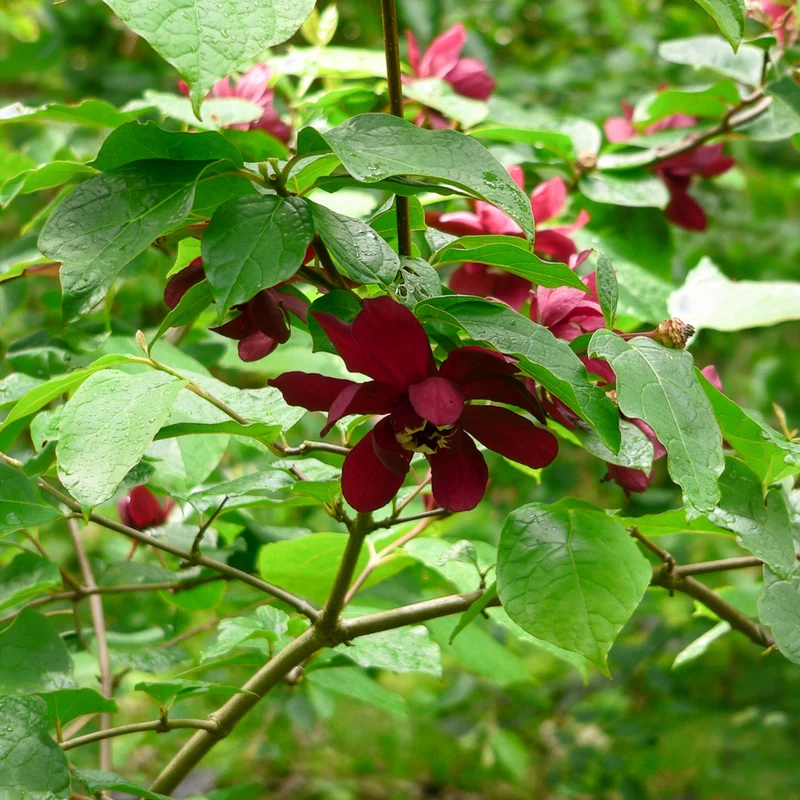 Arbre aux anémones Hartlage Wine
