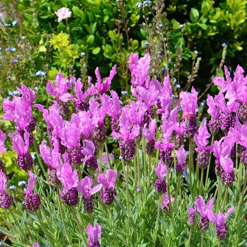Lavande papillon The Princess ® Lavender
