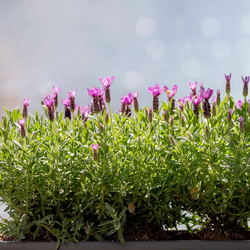 Lavande papillon The Princess ® Lavender