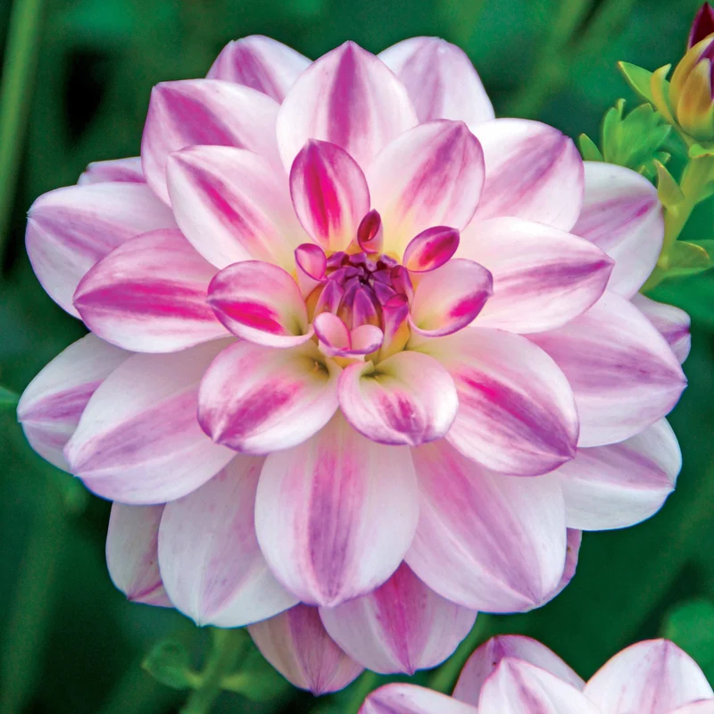 3 Dahlias caméléon Saint Martin