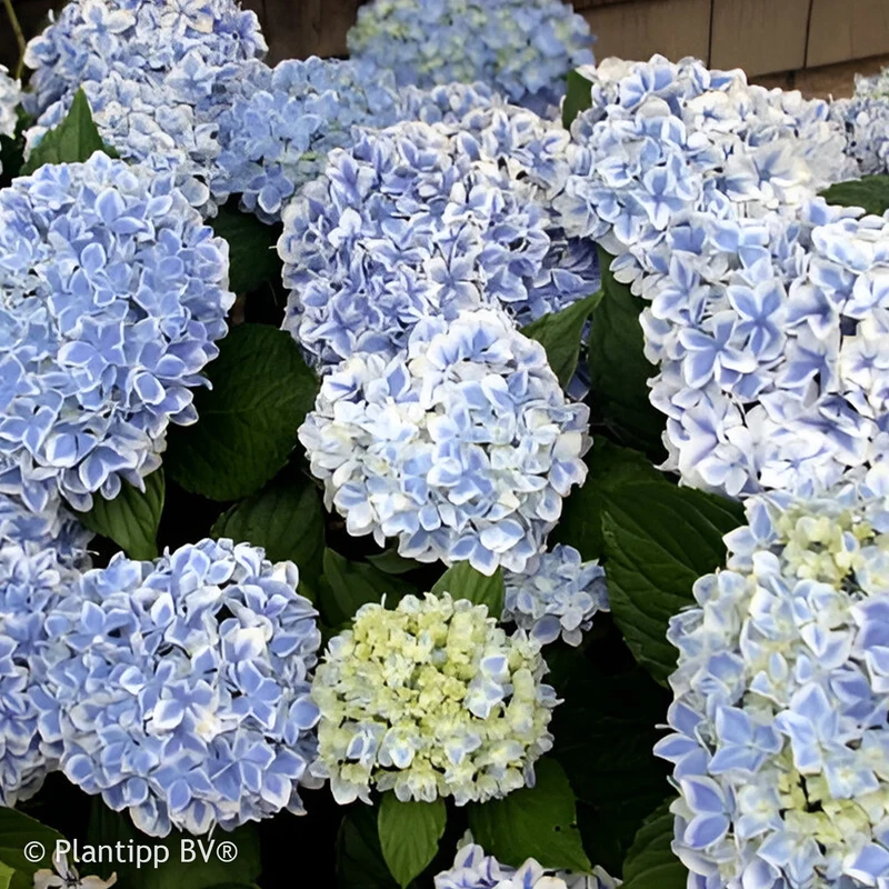 Hortensia Peppermint