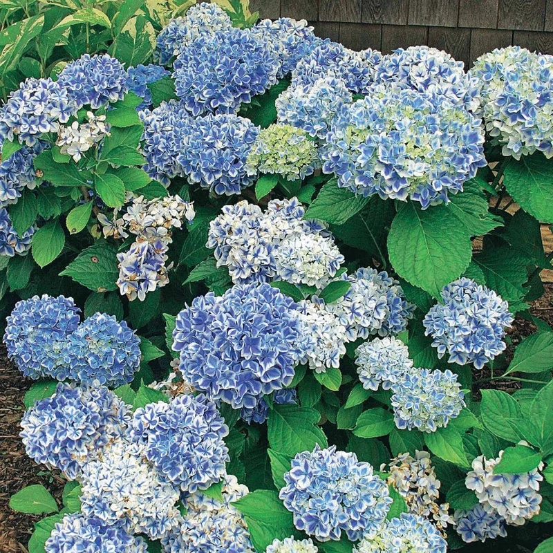 Hortensia Peppermint
