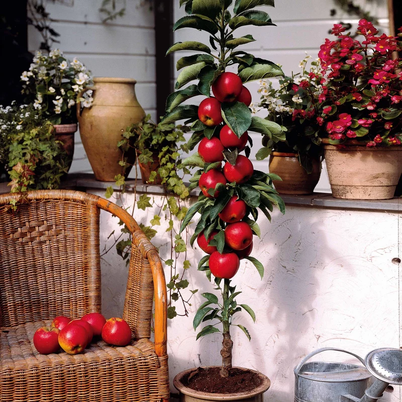 Mini pommier Red Spur Delicious