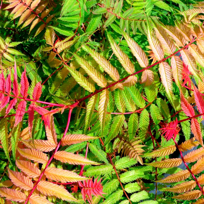 Sorbaire Pink Hopi®