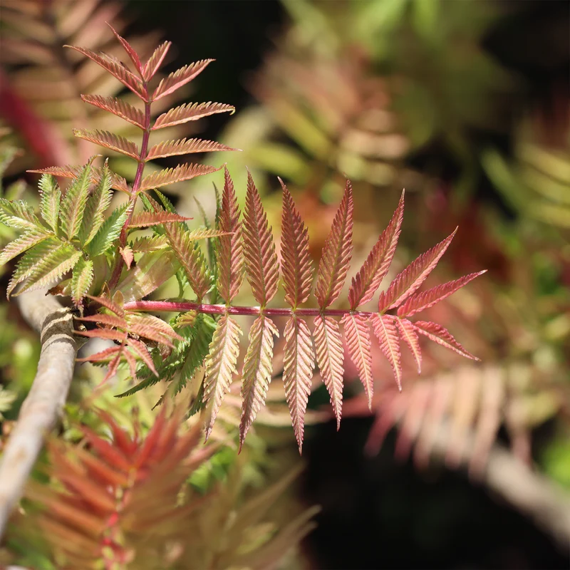 Sorbaire Pink Hopi®